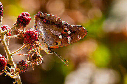 Kleiner Schillerfalter (Apatura ilia)