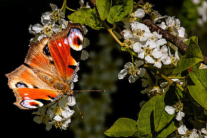 Tagpfauenauge (Aglais io)