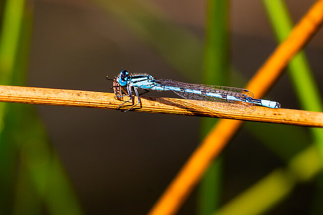 Männchen der Gemeinen Becherjungfer (Enallagma cyathigerum) mit Beute 