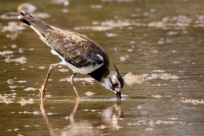 Kiebitz (Vanellus vanellus)