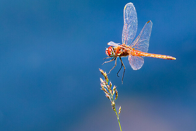 Red-veined darter landing(Sympetrum fonscolombii)