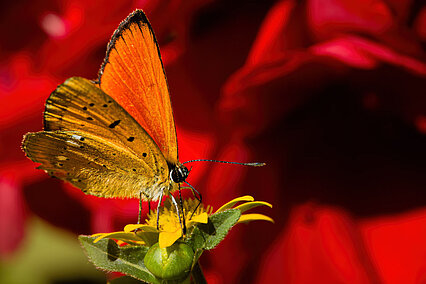 Dukatenfalter (Lycaena virgaureae)