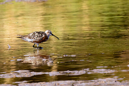 Curlew sandpiper (Calidris ferruginea)