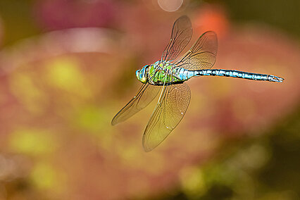 Anax empereur (Amax imperator) en vol