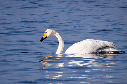 Common swan (Cygnus cygnus)