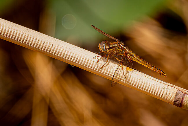 Libellule écarlate (F, Crocothemis erythraea)