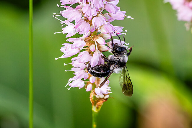 Andrena cineraria