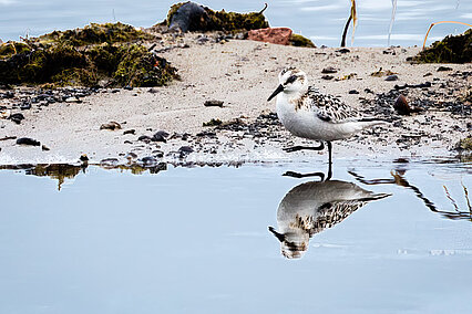 Bécasseau sanderling (Calidris alba)
