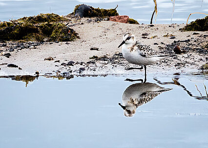 Sanderling (Calidris alba)