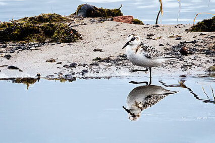 Sanderling (Calidris alba)