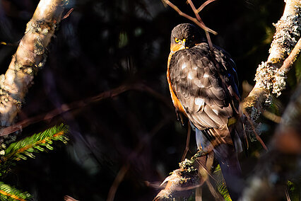 Eurasian sparrowhawk (Accipiter nisus)