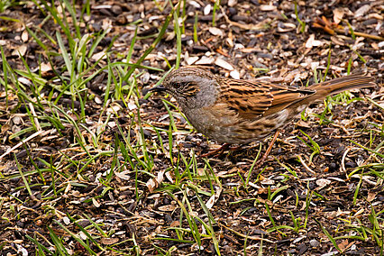 Dunnock (Prunella modularis)