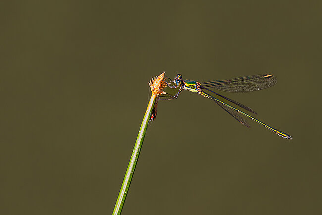 Westliche Weidenjungfer (Chalcolestes viridis)