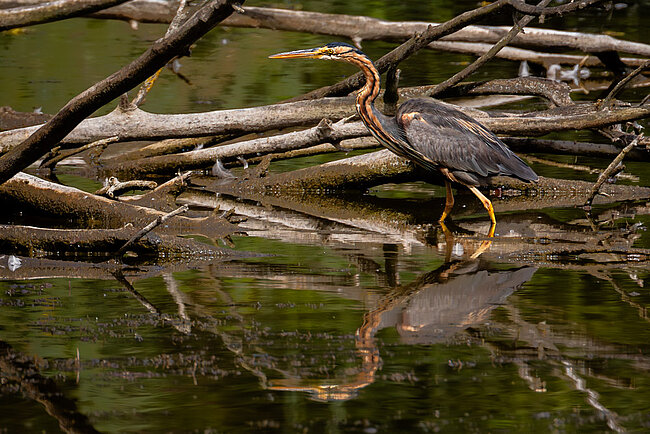Purpurreiher (Ardea purpurea)
