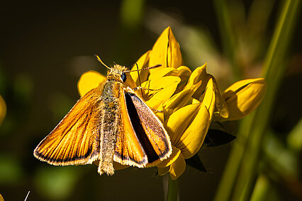 Schwarzkolbiger Braun-Dickkkopffalter (Thymelicus sylvestris)
