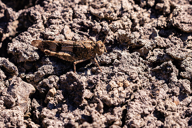 Criquet à ailes bleues (Oedipoda caerulescens)