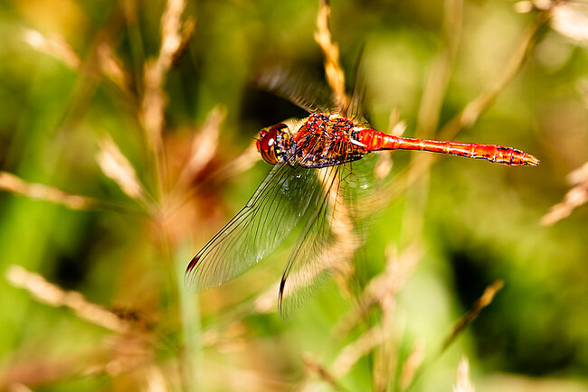 Blutrote Heidelibelle (Sympetrum sanguineum) im Flug