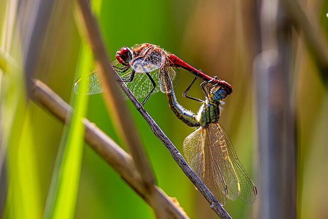 Mating wheel of Red-veined darter (Sympetrum fonscolombii)
