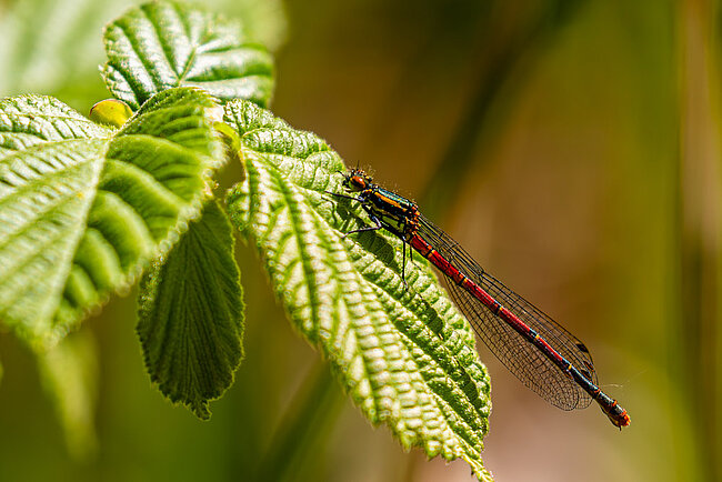 Female of Large red damselfly, forma fulvipes (Pyrrhosoma nymphula)