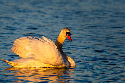 Mute swan (Cygnus olor)