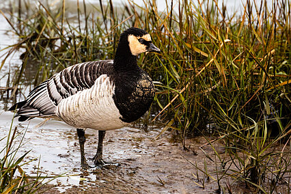 Barnacle goose (Branta leucopsis)
