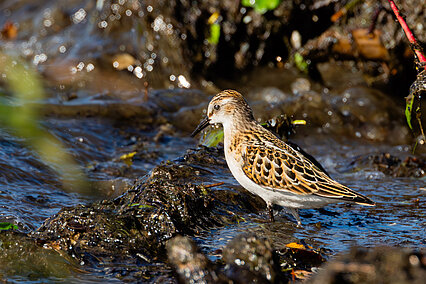 Little stint(Calidris minuta)
