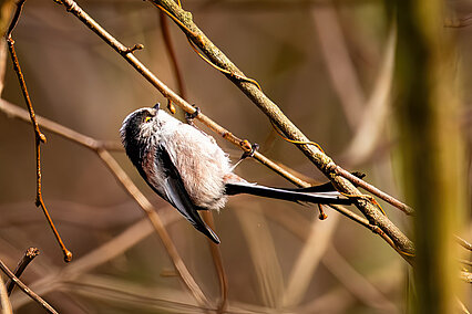 Long-tailed tit (Aegithalidae caudatus)
