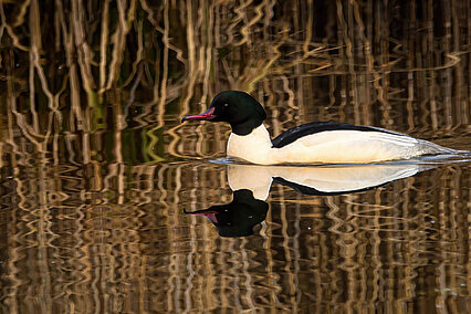 Common merganser (Mergus merganser)