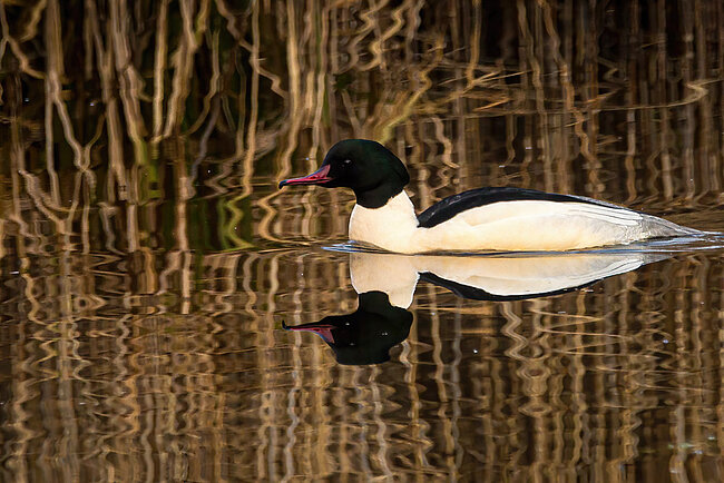 Gänsesäger (Mergus merganser)