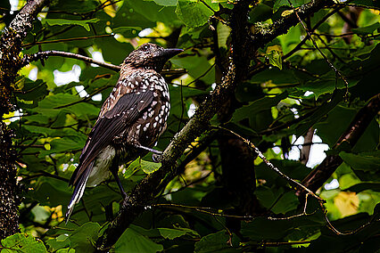 Spotted nutcracker (Nucifraga caryocatactes)