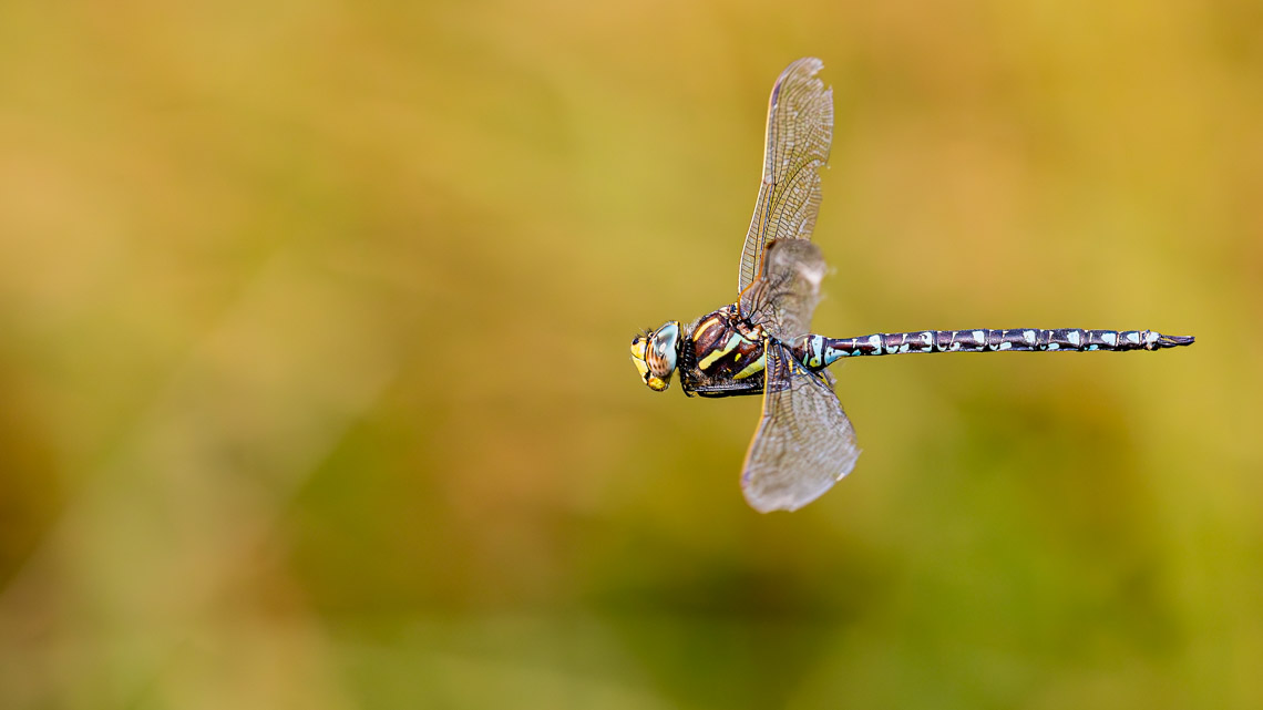 Common hawker (Aeshna juncea)