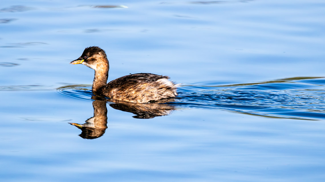  Little grebe (Tachybaptus ruficollis)