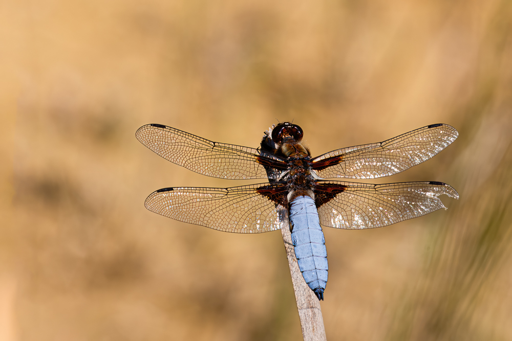 Männchen des Plattbauchs (Libellula depressa)